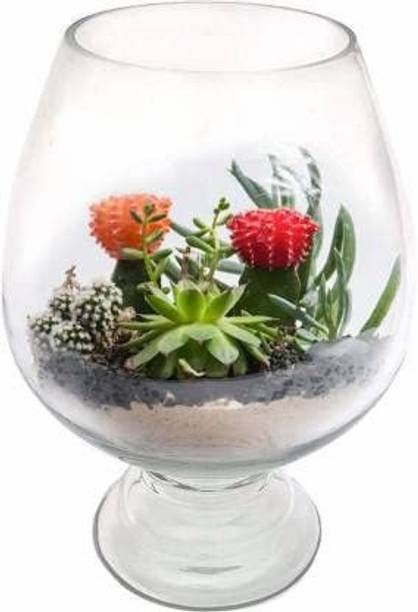 SEETASTIC Decorative Round Ends Aquarium Tank