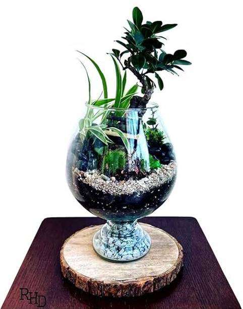 SEETASTIC 10 Inchi wine clear @d2 Round Ends Aquarium Tank