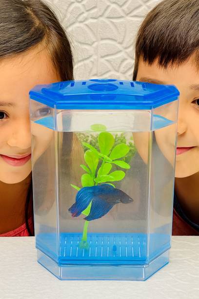 SEA WORLD FISH -TANK Rectangle Aquarium Tank