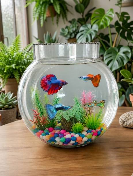 Vexia Premiun Round glass Bowfront Aquarium Tank