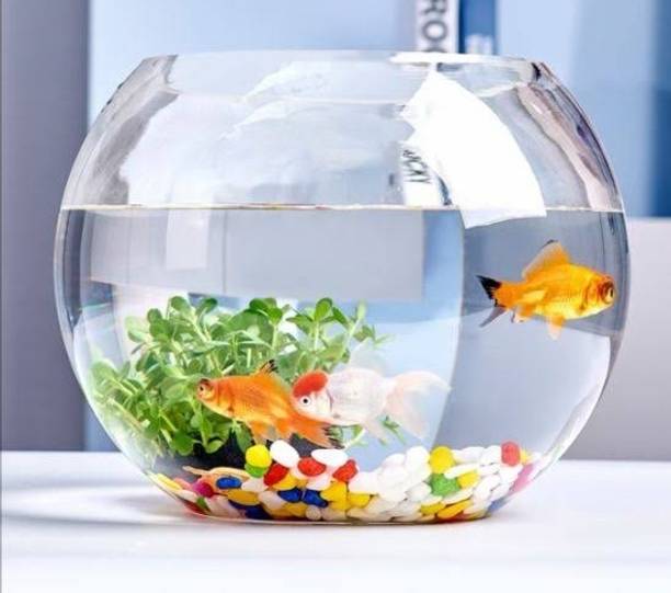 ayat Bk64 Round Ends Aquarium Tank