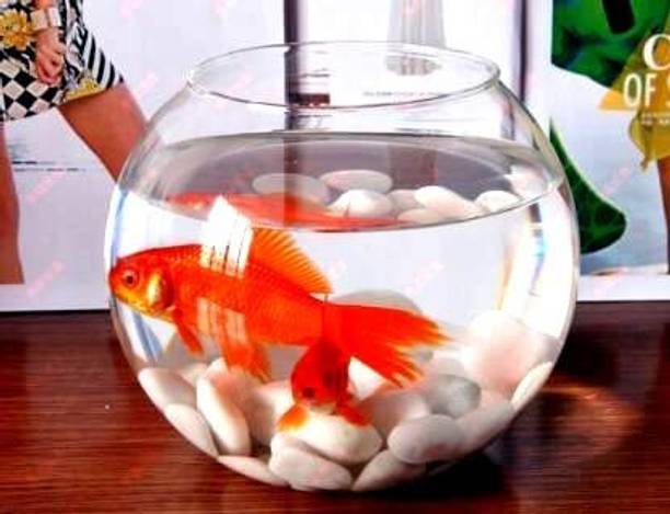 MAGINATO 10 inchi without coller @4 Round Ends Aquarium Tank