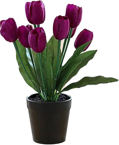 The Better Home Artificial Dark Purple Tulip Plant for Living Room,Office Desk|Home Decor Items| Purple Frangipani Artificial Flower  with Pot