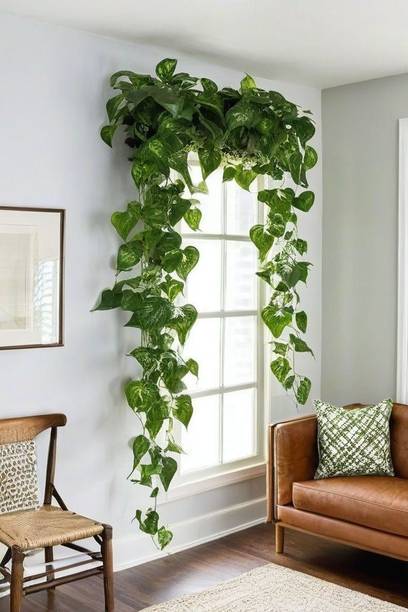 AKSHRBLAST Artificial Garland Money Leaves Pack of 1 in to 12 pic. Strings Artificial Plant Green Tulips Artificial Flower