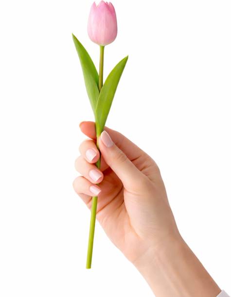 Ikko Tulip Bunch for Vase & Home Decor, for Living Room Corner Table Pink Tulips Artificial Flower