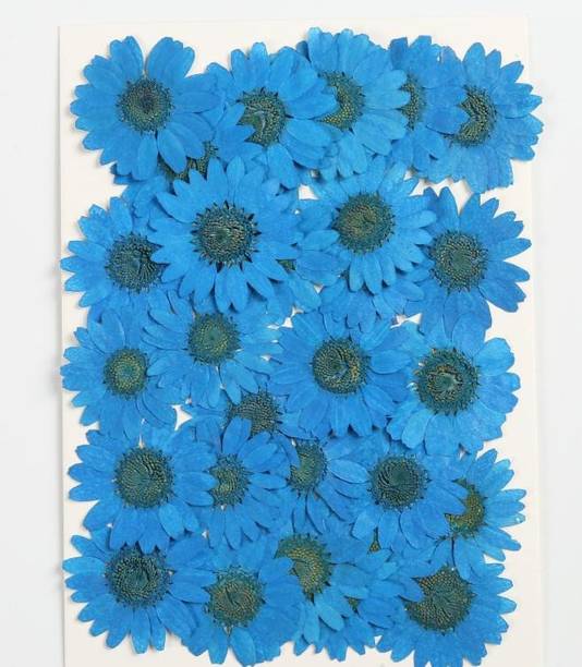 CRAFTARA BY MONIKA Natural Real Dried & Pressed Chrysanthemum Flower for Art Craft for DIY Jewelry Blue Chrysanthemum Artificial Flower