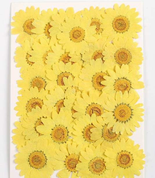 CRAFTARA BY MONIKA Natural Real Dried & Pressed Chrysanthemum Flower for Art Craft for DIY Jewelry Yellow Chrysanthemum Artificial Flower