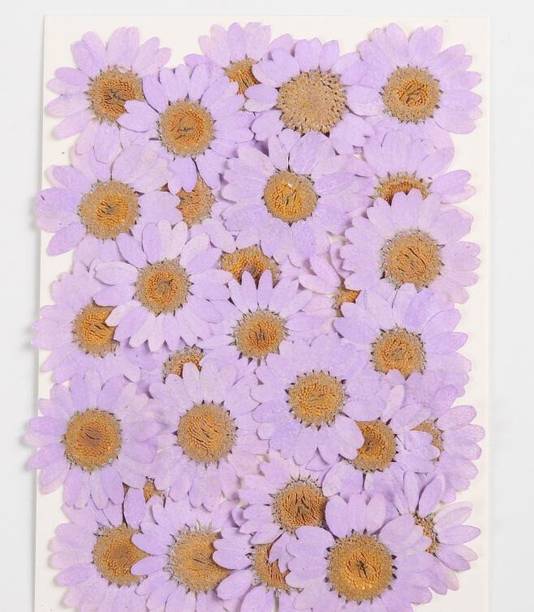 CRAFTARA BY MONIKA Natural Real Dried & Pressed Chrysanthemum Flower for Art Craft for DIY Jewelry Purple Chrysanthemum Artificial Flower