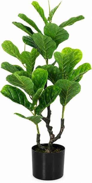 GardenGyani Artificial Fiddle Leaf Fig Tree with Pot 90 cm Artificial Plant  with Pot
