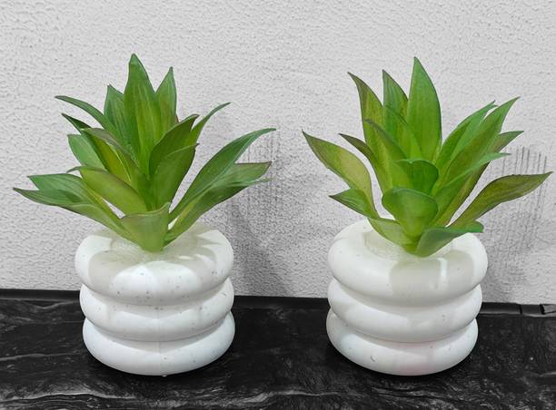 BAARIG Set of 2 Succulent Plant with Stylish Pot for Indoor & Outdoor Decoration Artificial Plant  with Pot