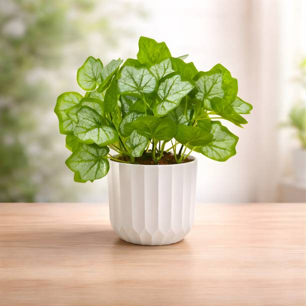 Vistaraa Creations Artificial Plant with Pot | Home and Office Decor | Indoor & Outdoor Fake Plant Artificial Plant  with Pot