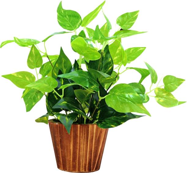 fancymart home décor money plant (30 cm) realistic design in wood round Artificial Plant  with Pot
