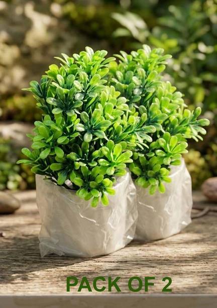ZOHN Premium Decorative Mini Artificial Plants with Pots (Pack of 2) Wild Artificial Plant  with Pot