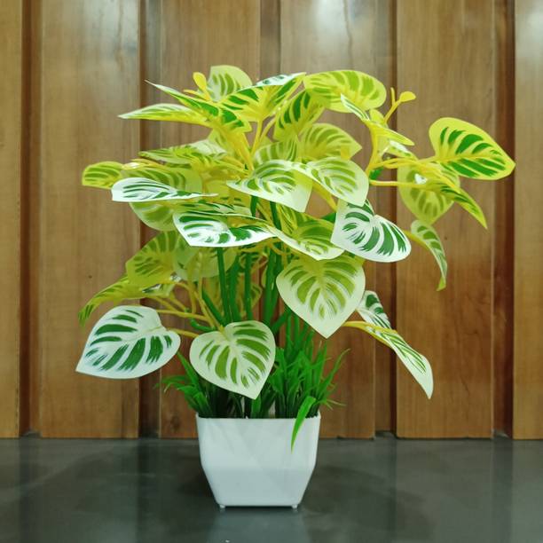 Decogreen POTHOS Y, SQ POT GRASS Home, Office Real Touch Money P, Premium Design Bonsai Artificial Plant  with Pot