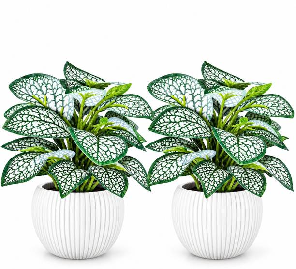 MAHADEVFLIX Pack of 2 Artificial Fittonia Style Plants with Decorative Pot 16 cm Artificial Plant  with Pot