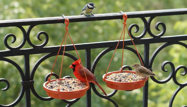 Velvora Living COMBO-4-4---83 Blue Bird Bird Feeder