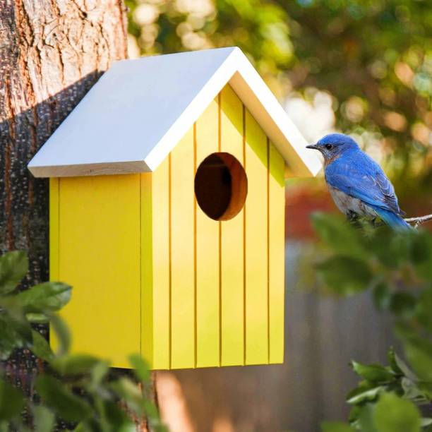 BIRDSHALA Wooden large Bird House for Sparrow, Bulbul, Budgies, Wild birds & Pet birds Bird House