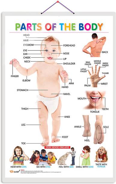 Parts of the Body Early Learning Educational Chart for Kids :- Interactive Human Anatomy Learning Chart for Children, Bright Educational Wall Poster for Classroom Paper Print