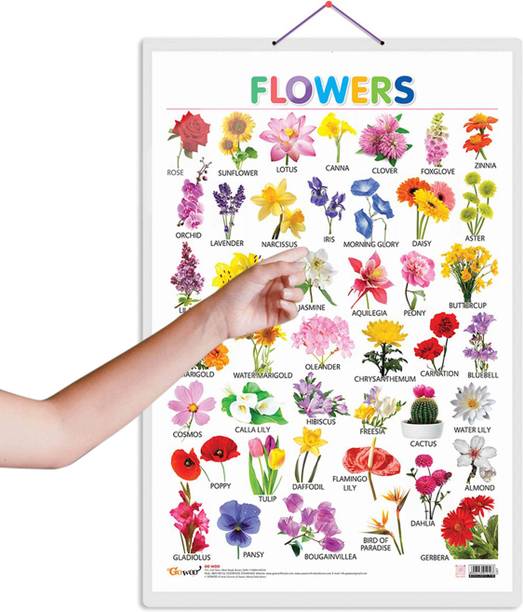 Flowers Early Learning Educational Chart for Kids :- Colourful Botanical Study Chart for Children, Double Laminated Waterproof Poster, Early Learning Display for Kindergarten Paper Print