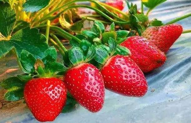 hybrid strawberry Maa anandaya moi nursury Free Standing Cat Tree