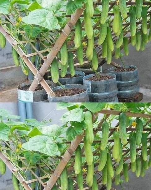 cucumberseed Maa anandaya moi nursury Free Standing Cat Tree