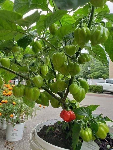 Naga chili seed Maa anandaya moi nursury Free Standing Cat Tree