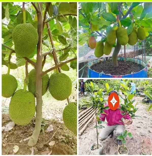 Hybrids kathal plant Maa anandaya moi nursury Free Standing Cat Tree