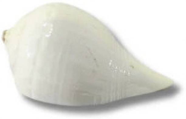 Servpuja Store Conch