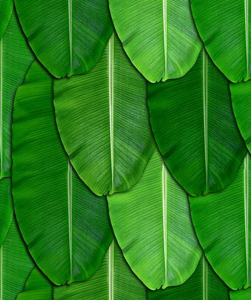 HARSHAD CREATION Banana Green Leaf Backdrop Decoration