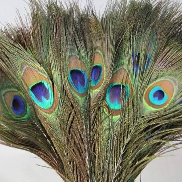 Rajmart Global Pack of 10 Decorative Feathers