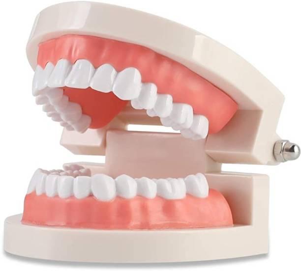 HASTHIP Standard Dental Teeth Model, Teaching Kids to Brush, Teaching Teeth ModeL Dental Elevator