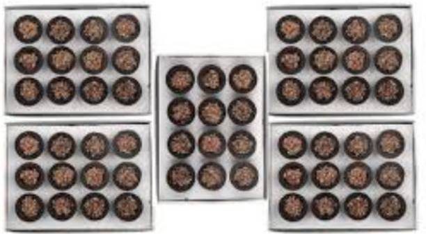 Dmlpbp Google Dhoop Cup_2023:02 Guggul, Frankincense Dhoop