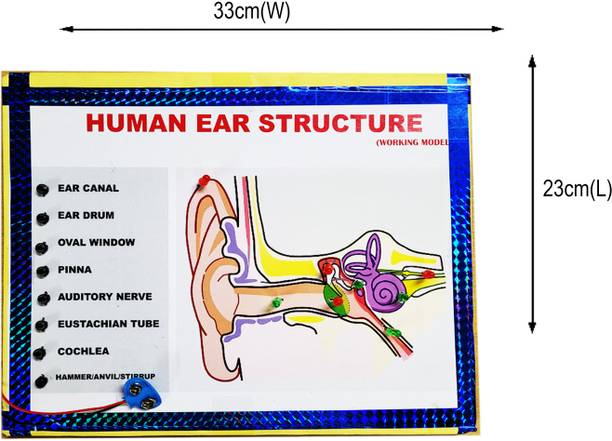 ONTEX ELECTRONICS Ear Structure Biology Working Model Educational Science Project with Report Educational Electronic Hobby Kit