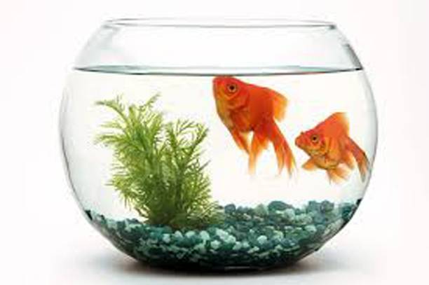 NOGAIYA 1.5 L Fish Bowl