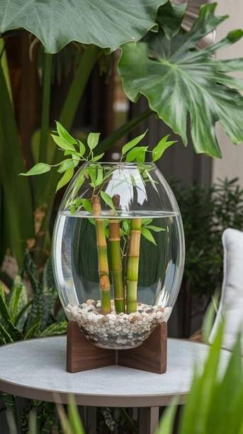 SAVORADE 6 Inchi dholak @24 Round Ends Aquarium Tank