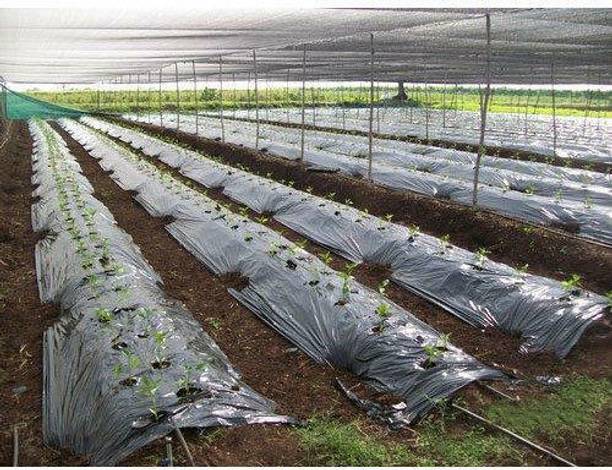 Agritec Mulching Film 25 Micron 3.25 feet Length-400meter Garden Mulch