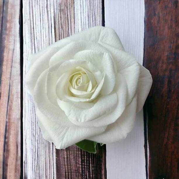 MICLAC Women white Rose flower clips for hair (pack of 1) Hair Clip