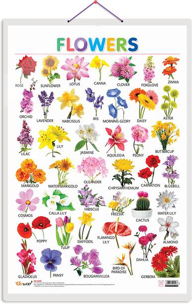 Flowers Early Learning Educational Chart for Kids | 20"X30" inch |Non-Tearable and Waterproof | Double Sided Laminated | Perfect for Homeschooling, Kindergarten and Nursery Students Paper Print