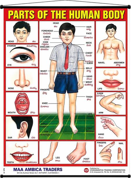 PMW PARTS OF HUMAN BODY CHART Pocket Chart