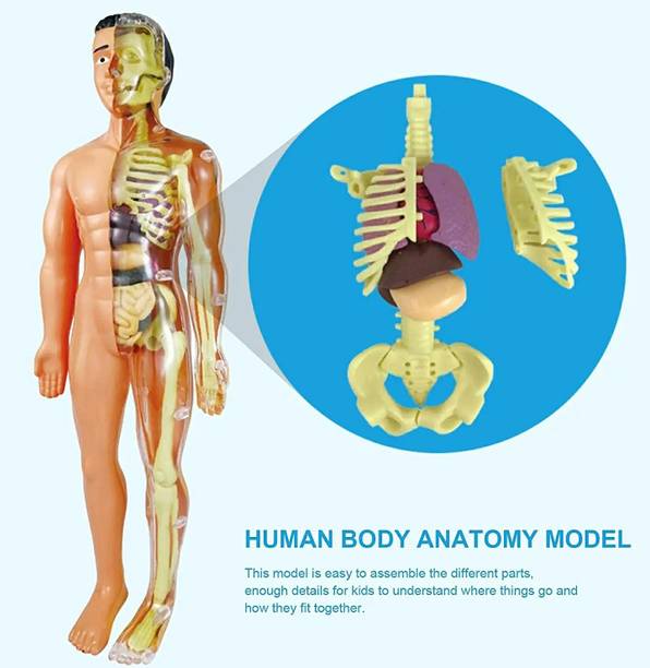 M&wa Human Anatomy Model Toy 4D Visible Body Parts STEM Learning Kit for Kids