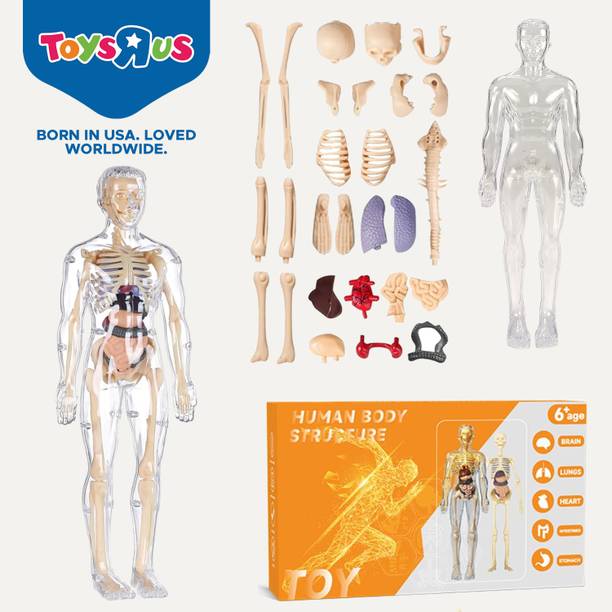 टॉयज़ आर अस यूनिवर्स ऑफ इमेजिनेशन 3D Human Body Model for Kids , Fully Transparent Body With 29 Pcs Anatomy Figure