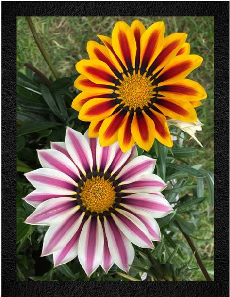 WALL PROFILE 3D Painting 11 inch x 14 inch Painting