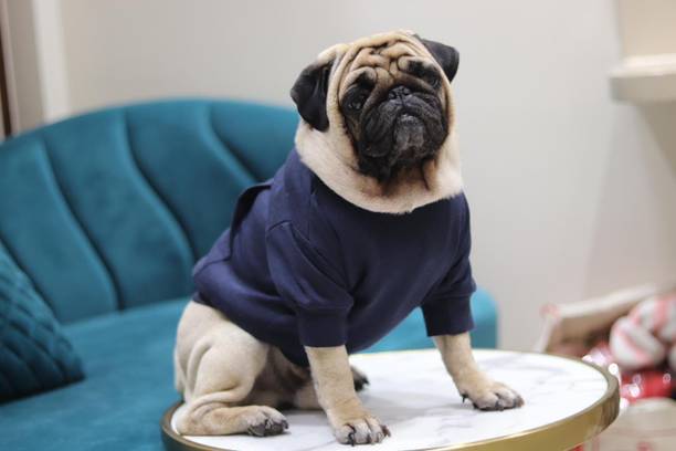 Baeship Hoodie for Dog