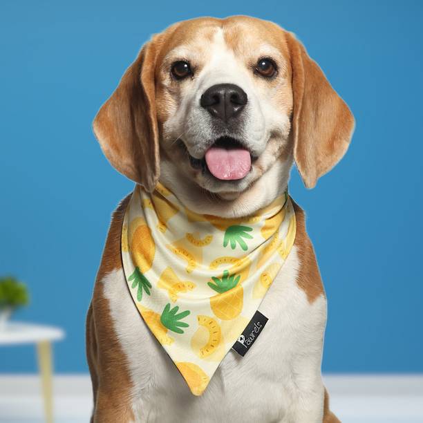Pawrels Bandana for Dog, Cat