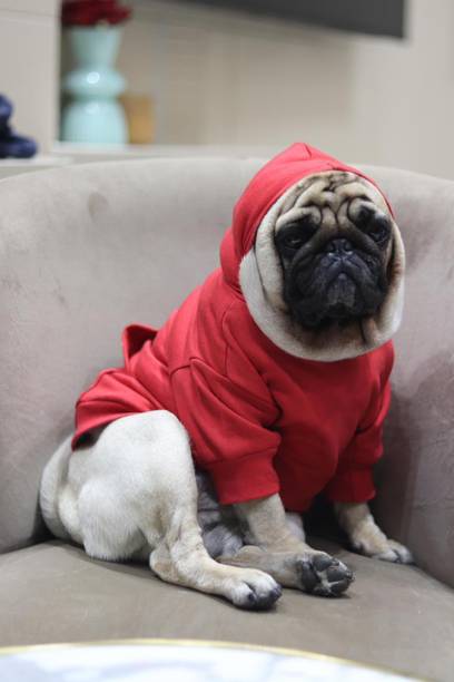 Baeship Hoodie for Dog