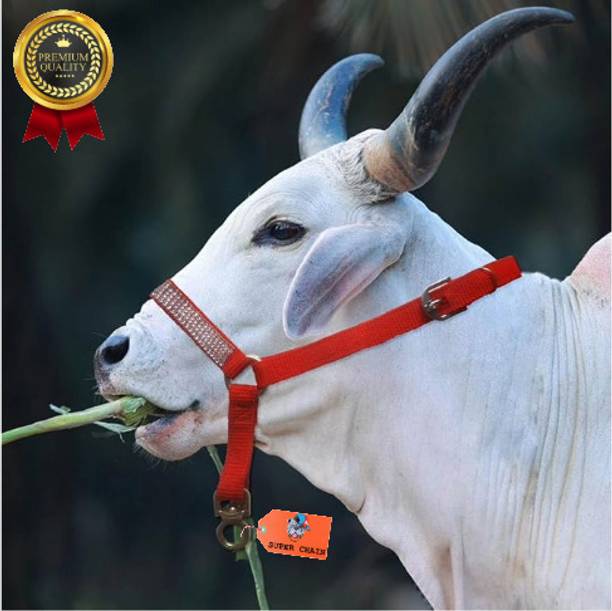 SUPER Cow/Buffalo Mohri/mohra with Strong Bhanwar kadhi, Halter Nylon Rope Cow Everyday Collar