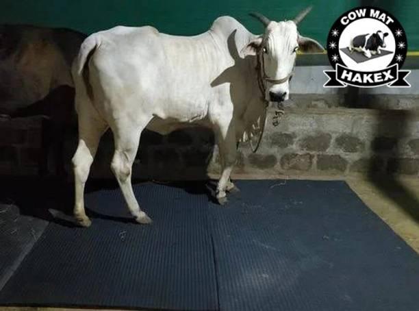 HAKEX Cow Mat For all pet animals, BPA Free, Easy Clean And Waterproof Xl Size Cow, Hamster Pet Mat