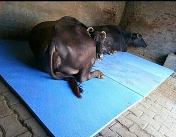 Krylon Cowmat Waterproof, Mat for Cows Mat for Animal Buffalo,( Black) Cow Dog, Pet Mat Cow, Hamster, Dog, Guinea Pig, Miniature Pig Pet Mat