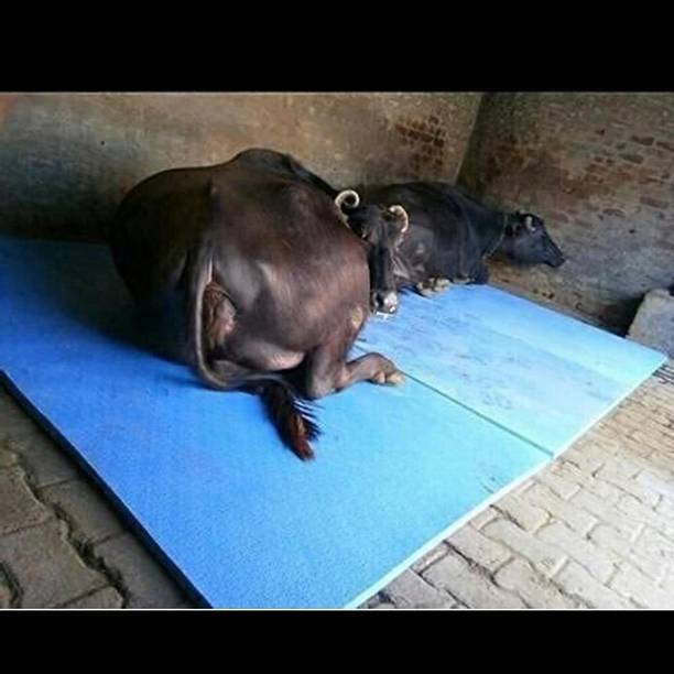GINTI Anti Slip Rubber Cow Mat for Cattle Shed Comfortable Dairy Farm Flooring Cat, Cow, Dog, Guinea Pig, Hamster, Miniature Pig, Rabbit, Tortoise Pet Mat