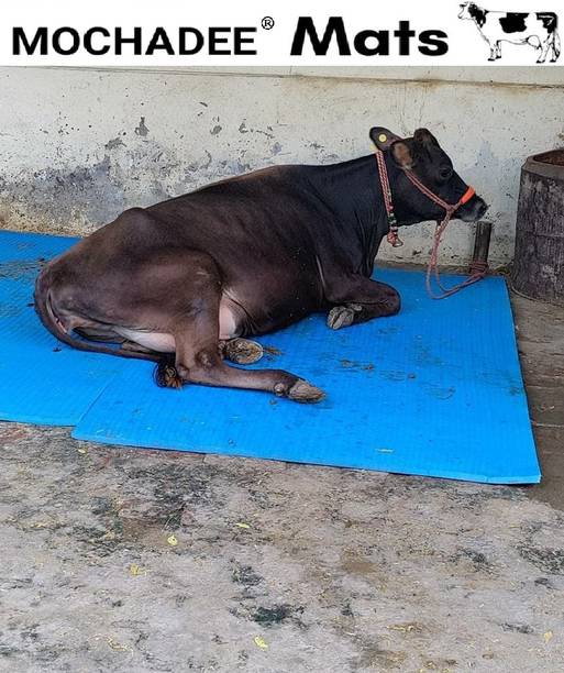 Mochadee Mat For Cow,BPA Free,Easy Clean And Waterproof,Anti Slip Cow Pet Mat BlUE 526 Cow Pet Mat